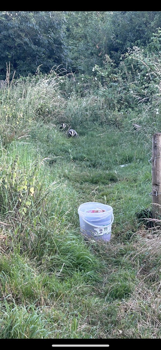After nine years of feeding them, last night was the last time as I’m off to pastures new, nice to see two of them come out to say goodbye. I’ve spend a few hundred hours here over the years!