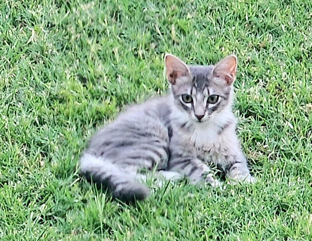 LifeOfYara's tweet photo. @TheRealThelmaJ1 Willow kitten enjoying the sunset for a few minutes after a 115°F day here in AZ. https://t.co/zQY22065QK