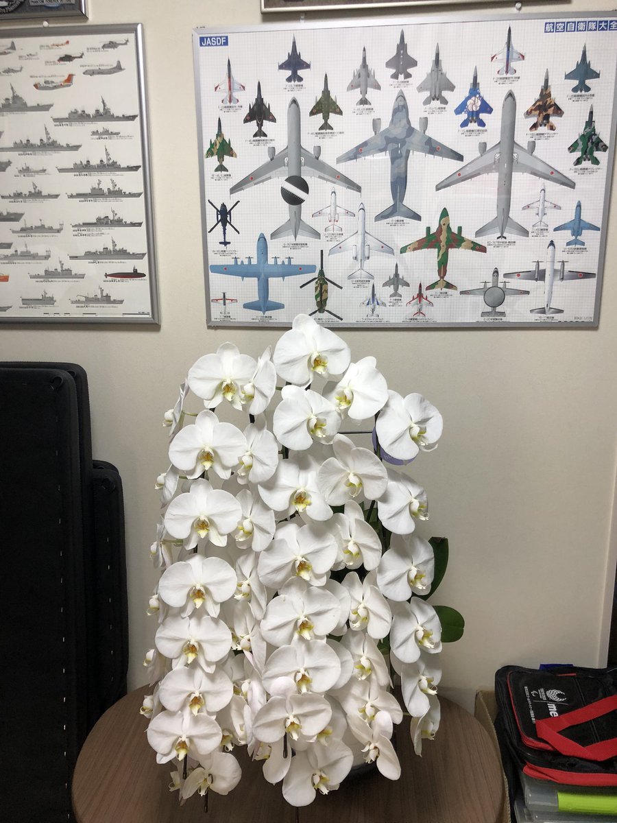 MSFacto0011's tweet photo. 2024.7.1うちの会社の社長が交代になり、祝い花が60鉢ほど届いたらしく、持って帰って良いよとの事で、胡蝶蘭を貰ってきました。
うちには似合わないけど、しばらく鑑賞できそうです😂
父の所と親戚の家にも届けたら喜んでもらいました👍
#胡蝶蘭 https://t.co/NRtxGoSjP4
