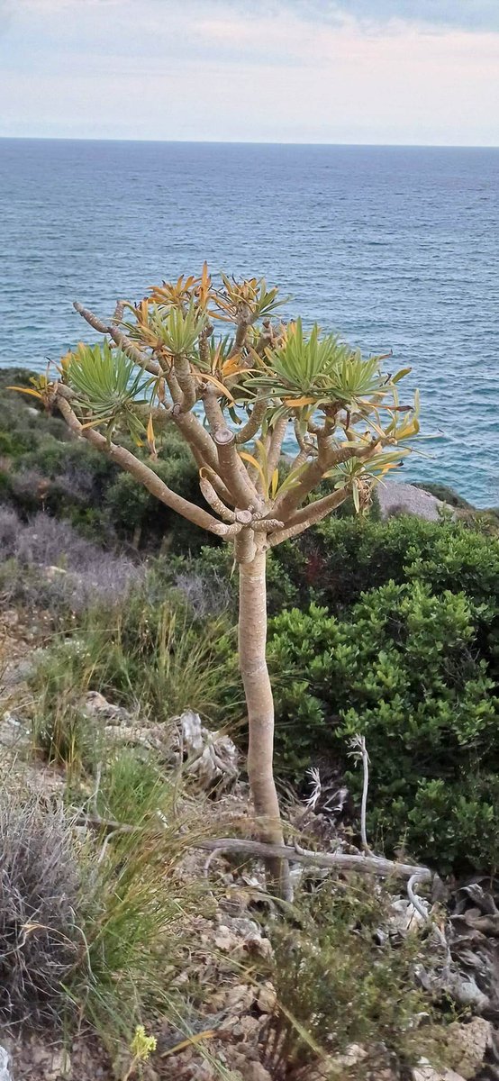 finestresdaire's tweet photo. Dies sense h.llunyanys però trobant aprop un vegetal interessant!: Un #verol #verode(Kleinia neriifolia) al #Garraf endèmic dCanaries! #GSAcar #ParcGarraf @Arba_litoral @vakapiupiu @sandrasauramas @floracatalana @BDSitges @EulaliaGomezMo1 @valbuenaemilio @esparverblau @XCNatura https://t.co/cGnPr98AUA