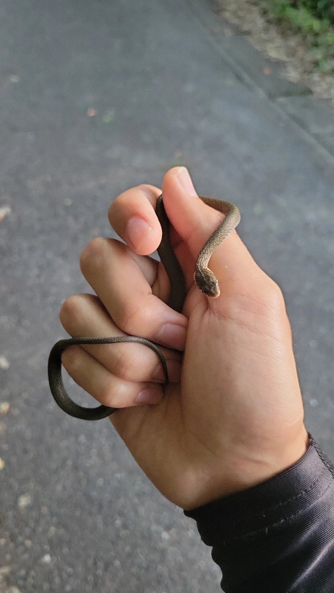 今年三匹目の蛇
ヒバカリちゃん