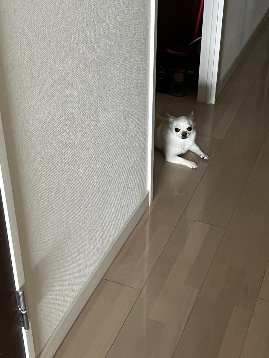 LINE26117124's tweet photo. 部屋番犬
💩しました💦 https://t.co/bvQQ8VqfZm
