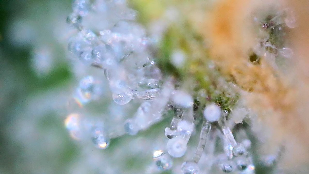IGROWmids710's tweet photo. GM & happy Sunday! Flusheth shall commence on my #OGKushauto #Day60 #growyourown #HomeGrown https://t.co/8DdC7vOval