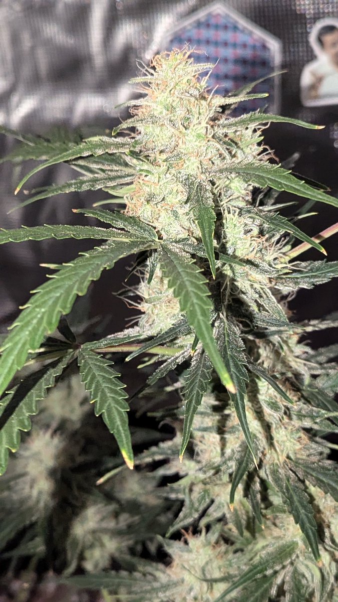 IGROWmids710's tweet photo. GM & happy Sunday! Flusheth shall commence on my #OGKushauto #Day60 #growyourown #HomeGrown https://t.co/8DdC7vOval