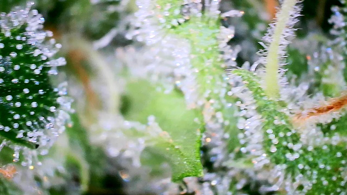 IGROWmids710's tweet photo. GM & happy Sunday! Flusheth shall commence on my #OGKushauto #Day60 #growyourown #HomeGrown https://t.co/8DdC7vOval