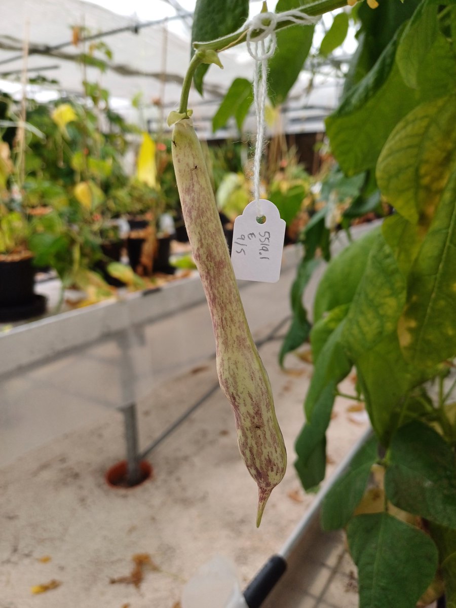 JJFerreira3's tweet photo. Ready to harvest the bean crosses!!
Generating recombination thought crosses for breeding and genetic analysis
#legumebreeding
@legumegeneration.eu + #TOOLBEAN2
@AgEInves + @HorizonEU https://t.co/fV6EXftRiO