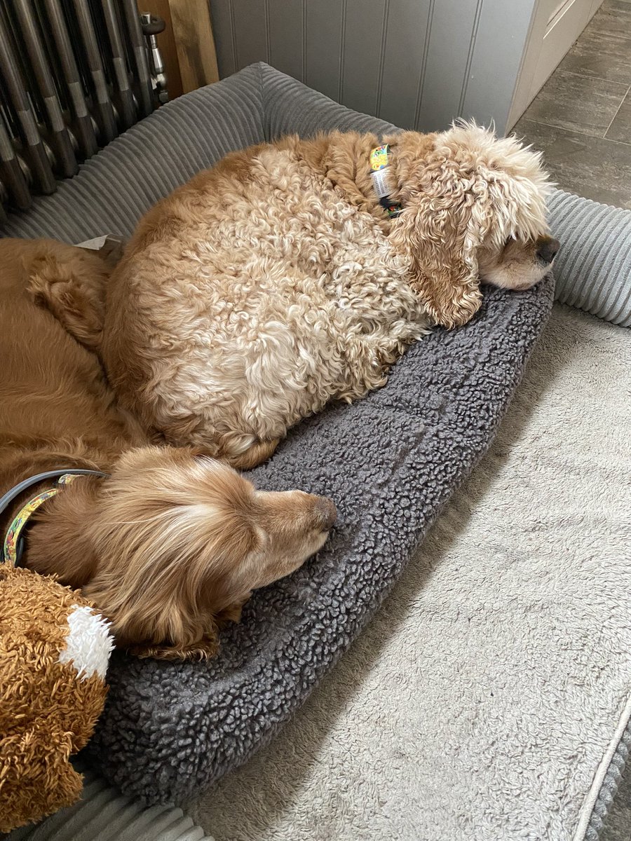 SpanielsSuper's tweet photo. We’re going to have a little nap until the weather starts behaving
#ItsJuly #TellTheWeather https://t.co/kDAYRa1dNN
