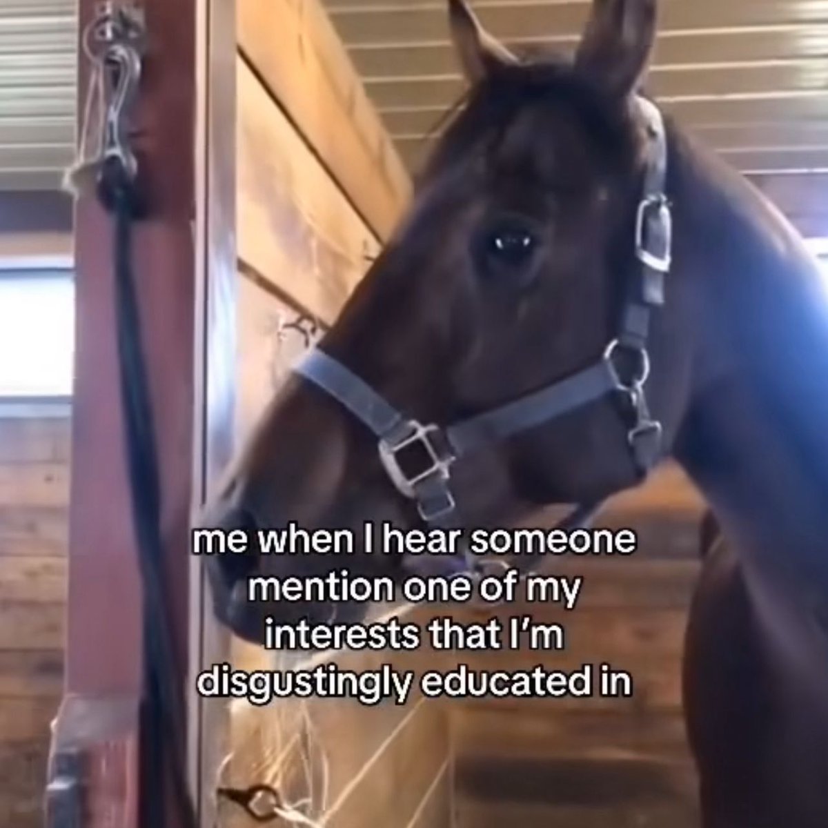 Wild TikToks (@wildtiktokss) on Twitter photo 