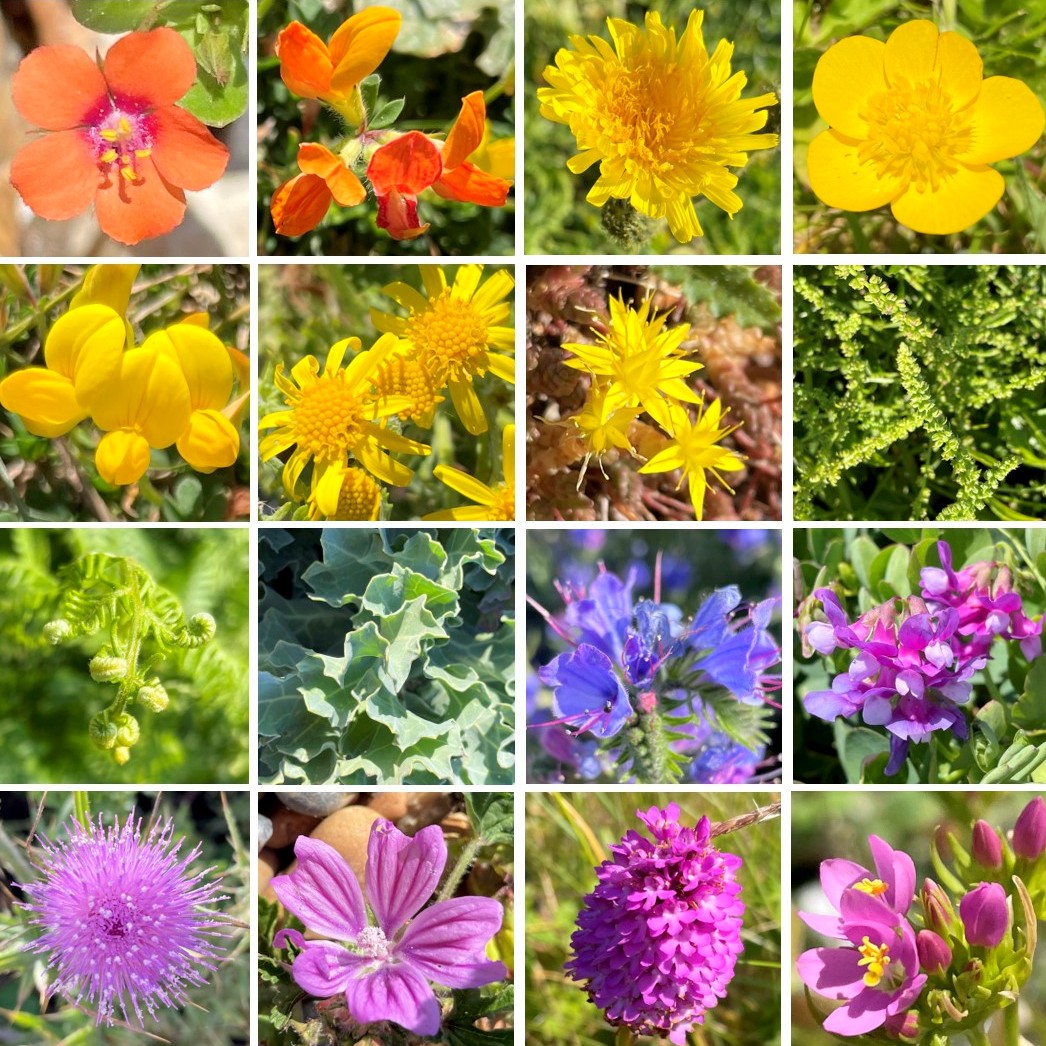 RawlinsonJulia's tweet image. 🌈 Holiday rainbows #2 🌈 Pett Level and  Rye Harbour Nature Reserve nature rainbow (Illustration by @TiphanieBeeke from Fletcher and the Rainbow) #PettLevel #RyeHarbour #NatureRainbow #NatureRainbows #FletcherAndTheRainbow