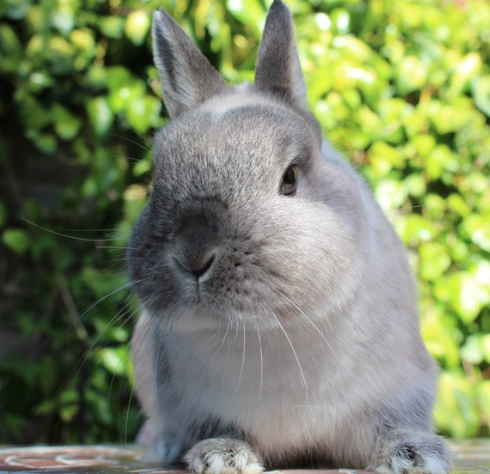 RabbitoftheDay's tweet photo. 📅 9th July 2024
🐰 In memory of Jay
🏷️ @jonnyandjay
💕 #animaloftheday https://t.co/1bKkmcKbQJ