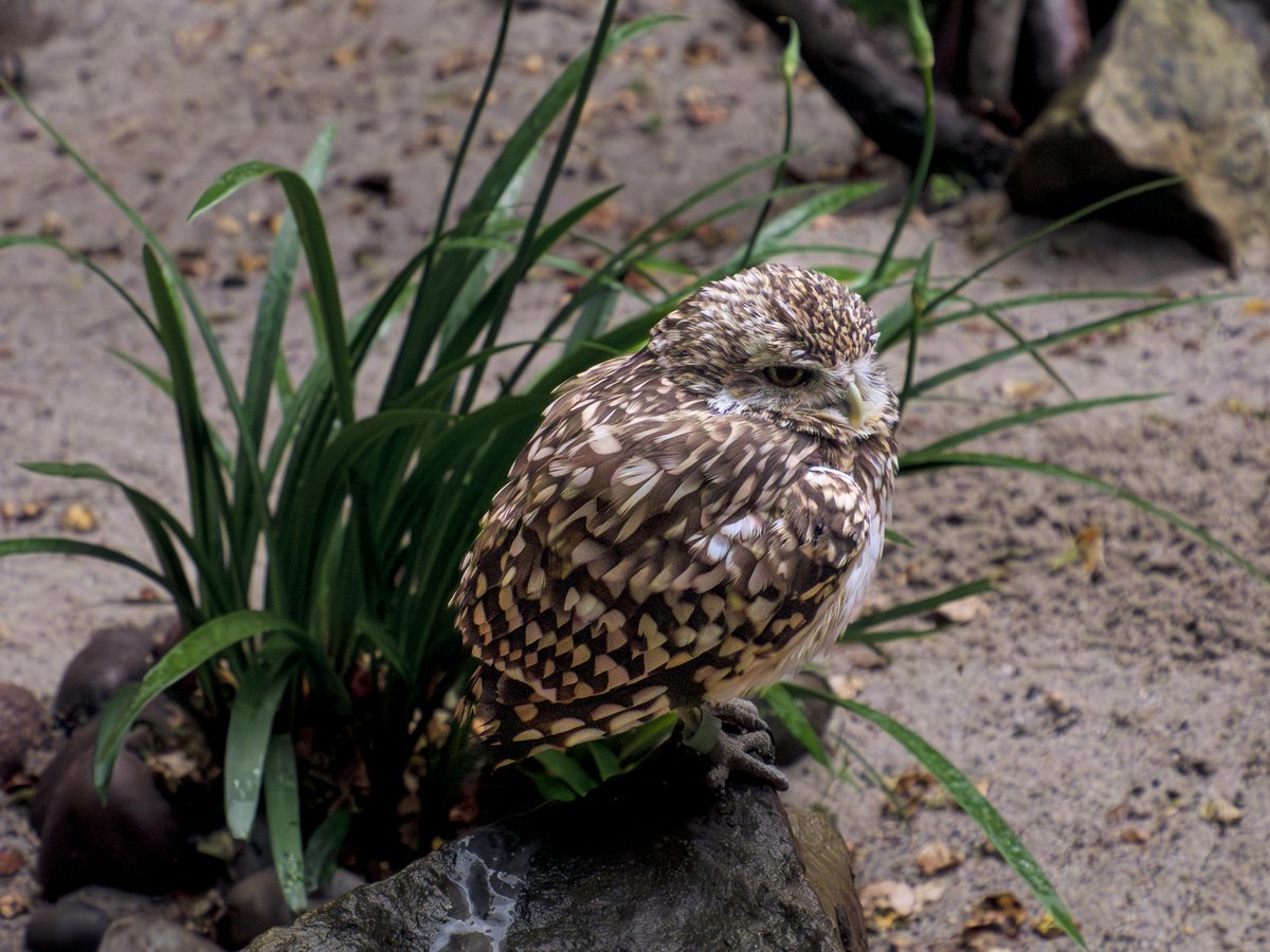 JohnBax35504732's tweet photo. A few pictures from a recent visit to the Hawk Conservency Trust.
#hawkconservancy #hawkconservancytrust #viewbug #viewbugfeature #viewbug_official #birdsofprey #microfourthirds #microfourthirdsgallery #microfourthirdsphotography #panasonicgx9 https://t.co/D7yk2u7jpW