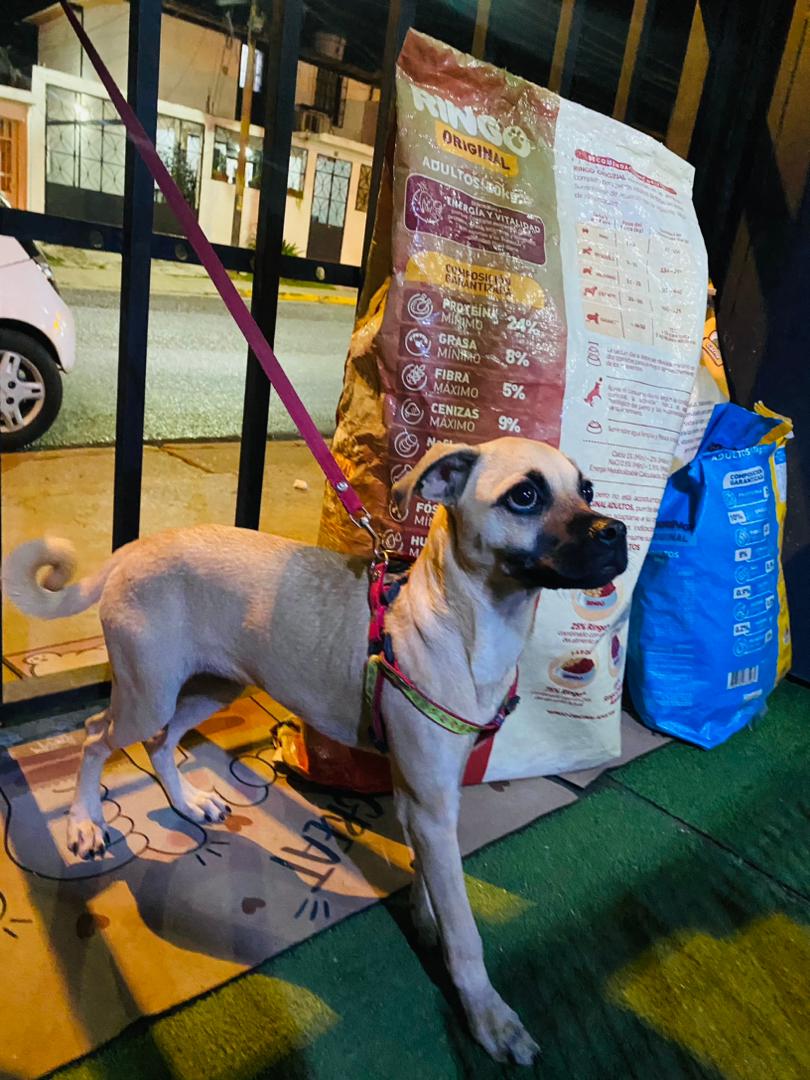 Perrita en adopcion Hembra de 4 meses comunicarse al 04125678985. La Victoria Estado Aragua