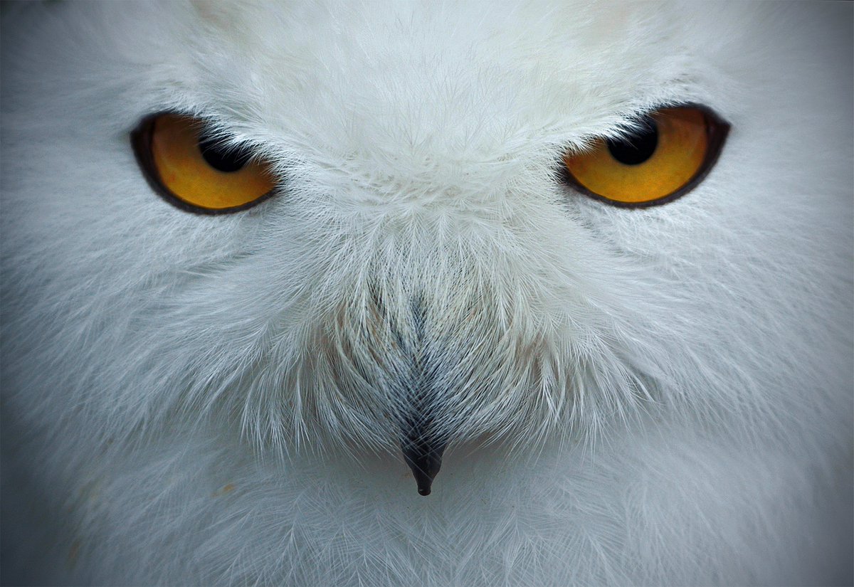 - guardian - 
with the great #Sigma70_200 f2.8 DG DN OS on #SIGMAfpL from <a href="/foto_sigma/">SIGMA Italia</a> <a href="/SIGMA_foto/">SIGMA (Deutschland)</a> <a href="/SIGMA_sgv/">SIGMA</a> <a href="/Sigma_japan/">SIGMA Japan</a>