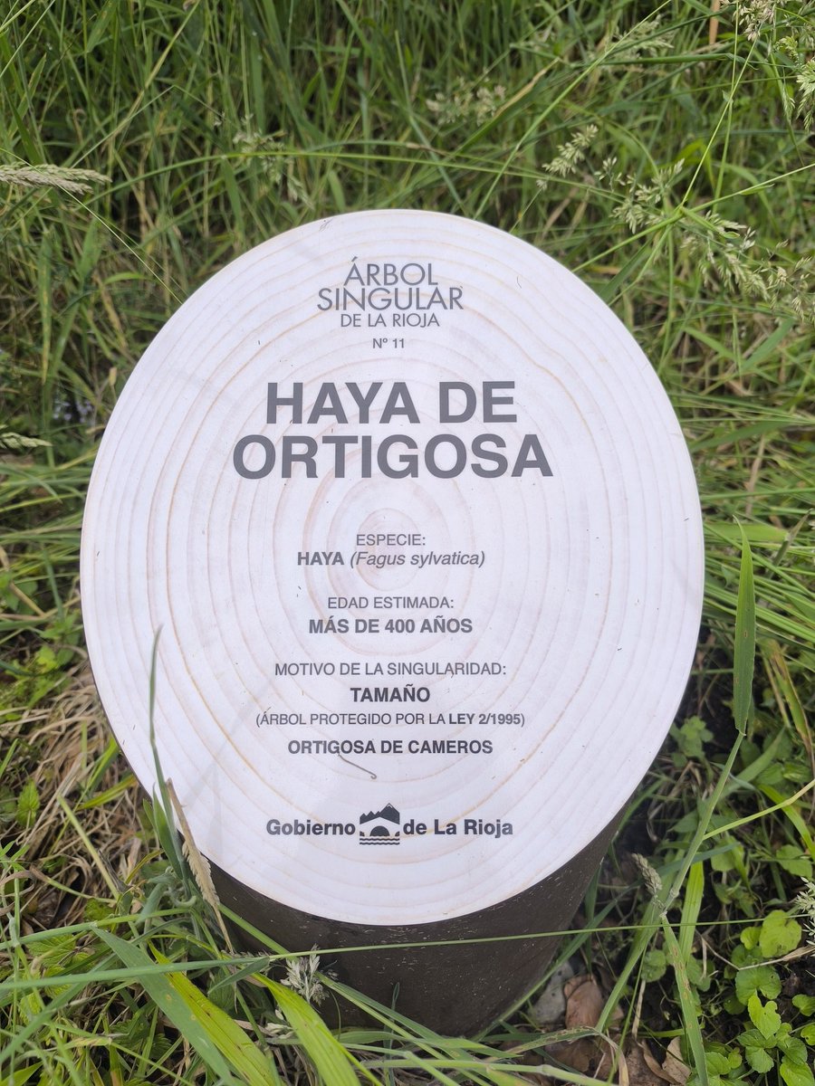 OrtigosaTrail's tweet photo. Quizás el año que viene haremos el paso de la carrera al lado de esta haya 🌳, quizás 😜 https://t.co/c3kZRzIo8G