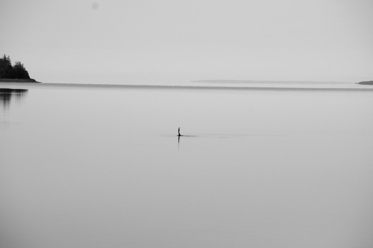 GM🌞…  “Lonely Loon”
#bnw #VisitCapeBreton #EastBaySandbar #wildlifephotography #minimalist #SundayMorning