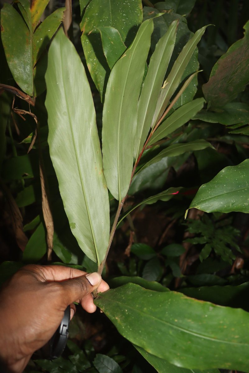 Tiberius Jimbo (@jimbotiberius) on Twitter photo 