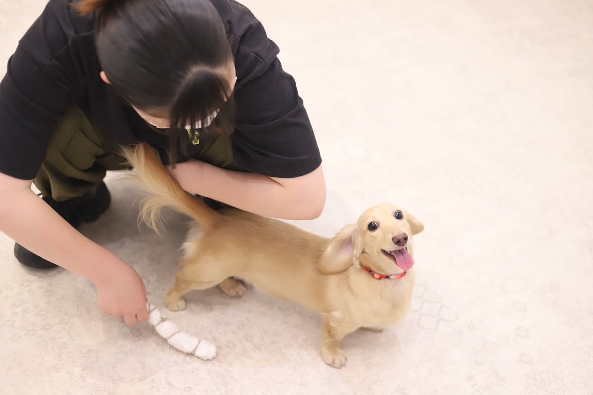 かぐら1歳になりました✨
パピー卒業してアダルト世代へ😂
#ミニチュアダックス