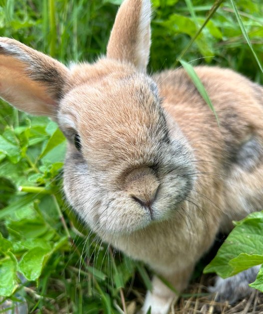 Rabbit of the Day 🐰 tweet media