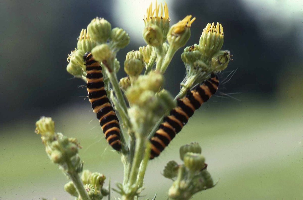 It will be fascinating to see whether Cinnabar numbers begin their recovery in 2025 as a result of this pulse of Ragwort production in 2024.
