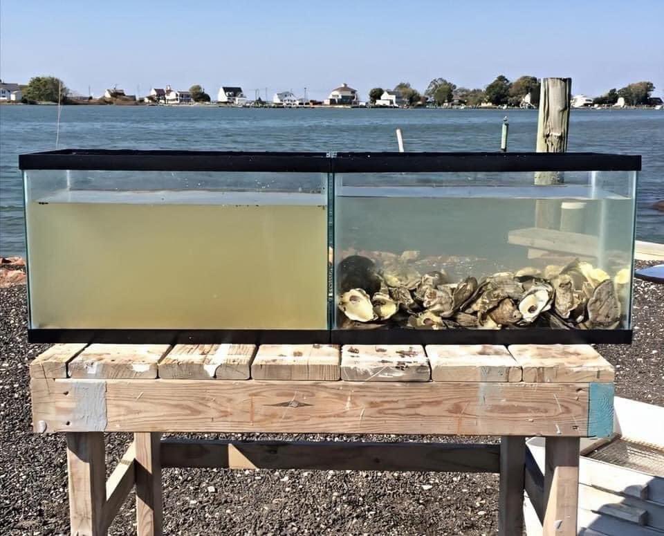 EnsedeCiencia's tweet photo. Estas dos peceras fueron llenadas al mismo tiempo con la misma agua tomada de un tramo de mar. La diferencia significativa es que la del lado derecho tiene ostras en su interior.

Es impresionante como un soló ostión puede filtrar y limpiar hasta 190 litros de agua en 24 horas. Estos moluscos toman su alimento (como fitoplancton y microorganismos) del agua y en el proceso la filtran. De ahí su importancia para los ecosistemas marinos.