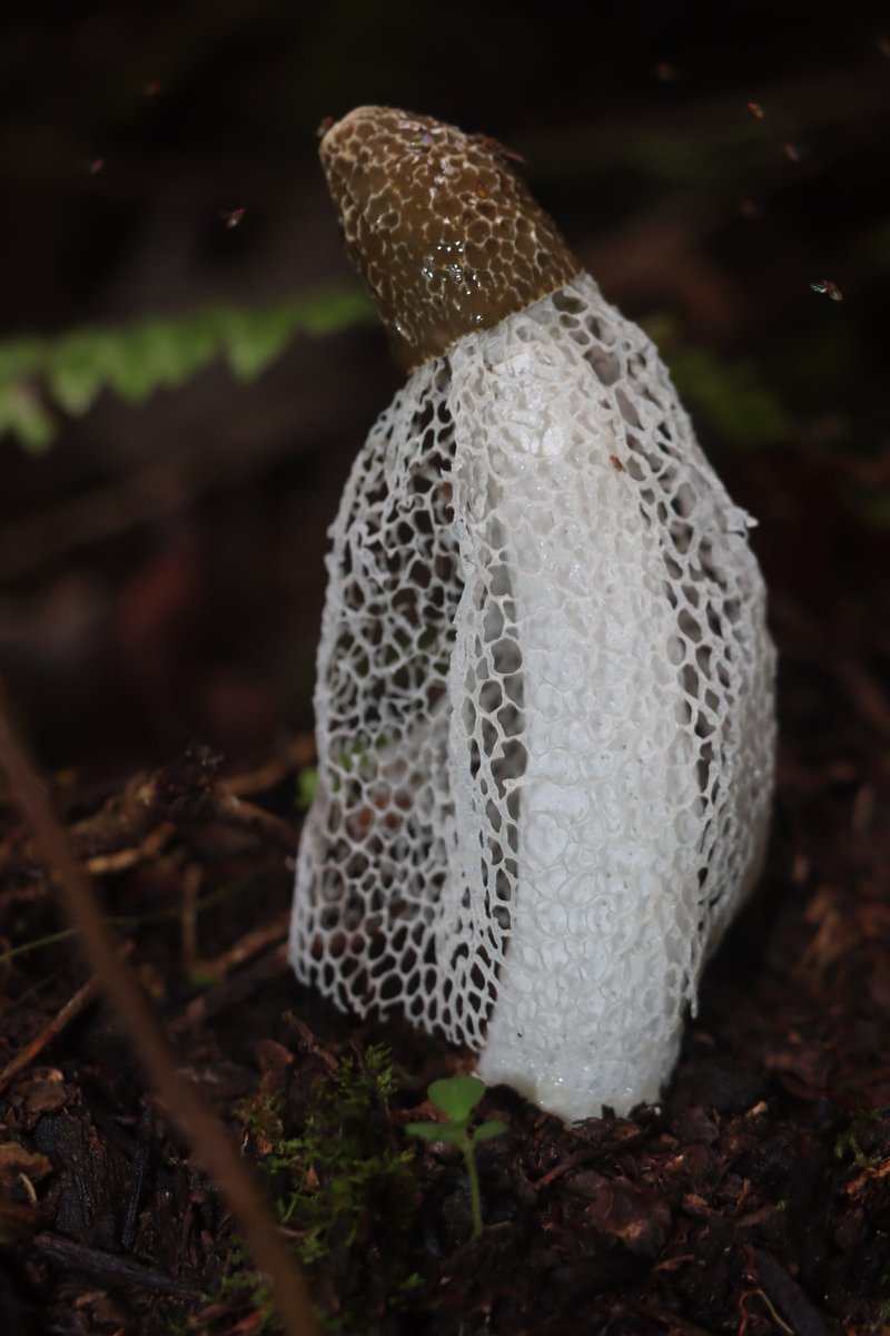 Bridal Veil Mushroom (Phallus indusiatus) ☺️
