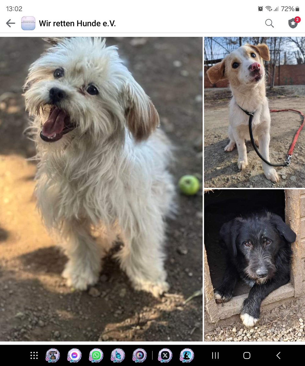 wirrettenhunde's tweet photo. Wir suchen #Pflegestelle,
die mit viel Liebe, Geduld, aber auch Konsequenz helfen, unseren Hunden aus Rumänien das Leben hier zu erklären, damit sie dann hier auch ihr neues Zuhause finden können.
Wer sich das vorstellen kann, meldet sich bitte
#gerneRT
#Hunde
#AdoptDontShop https://t.co/An70CAQRv8