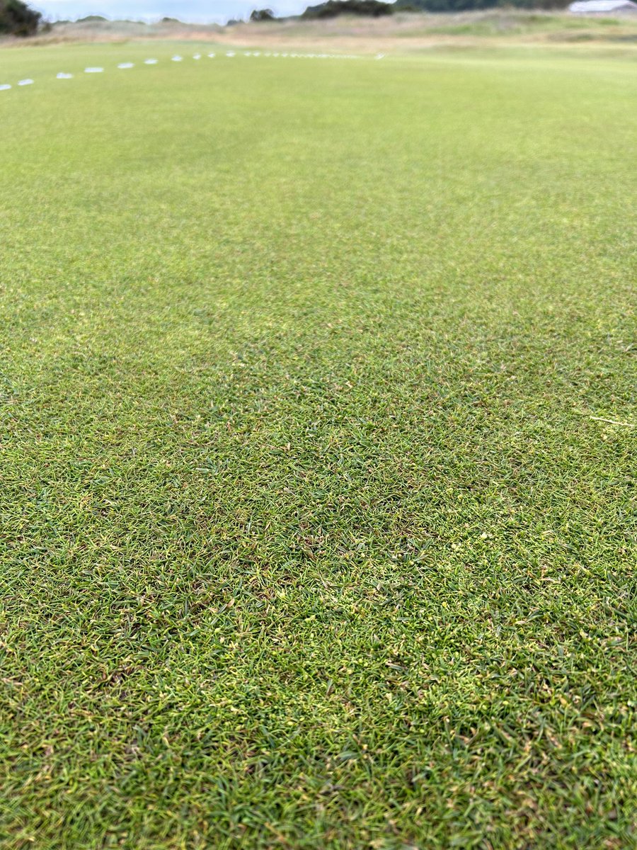 Craig Berry (@berry97) on Twitter photo Herbicide application this morning before the rain to target our Pearlwort in Greens.
What may not be noticeable to the normal golfer, itβs a nightmare for a Greenkeeper.
Selective seeding work will be carried out to further suppress this.
<a href="/Leven_links/">Leven Links</a> Herbicide application this morning before the rain to target our Pearlwort in Greens.
What may not be noticeable to the normal golfer, itβs a nightmare for a Greenkeeper.
Selective seeding work will be carried out to further suppress this.
<a href="/Leven_links/">Leven Links</a>