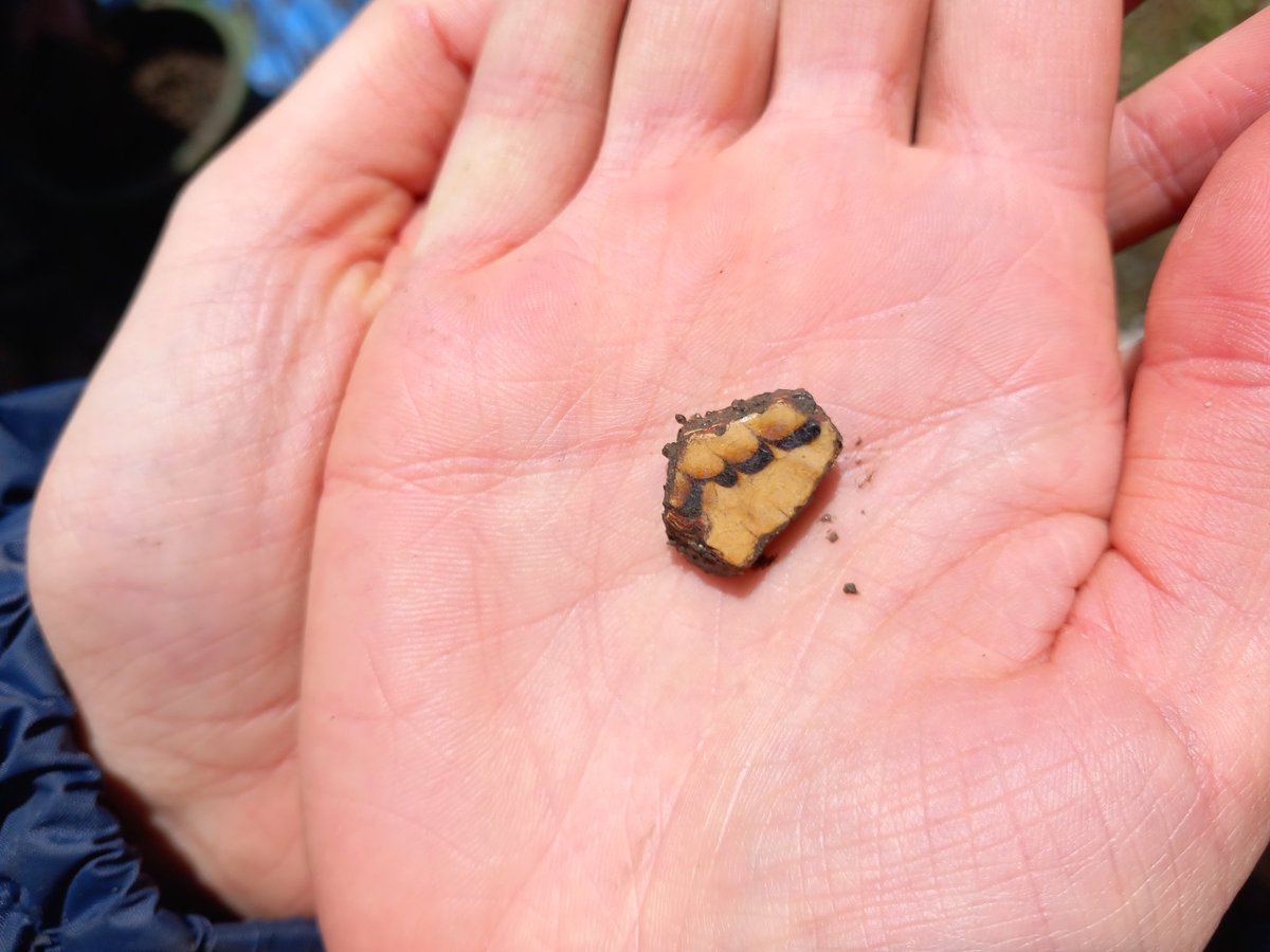 CotswoldArch's tweet image. The #TestPit at Roundmead has dug through the Victorian midden deposit to uncover more domestic waste. In these layers, we are finding Staffordshire slipware, which dates to the late 17th to early 18th century. They have also uncovered a deposit of animal bones, including ribs.