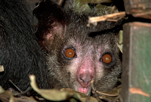 PubliFaune's tweet photo. https://t.co/u21UYxvjla

Connaissez vous l'aye-aye ? 
#animaux, #Madagascar #nature https://t.co/uXzkQpTm7Q