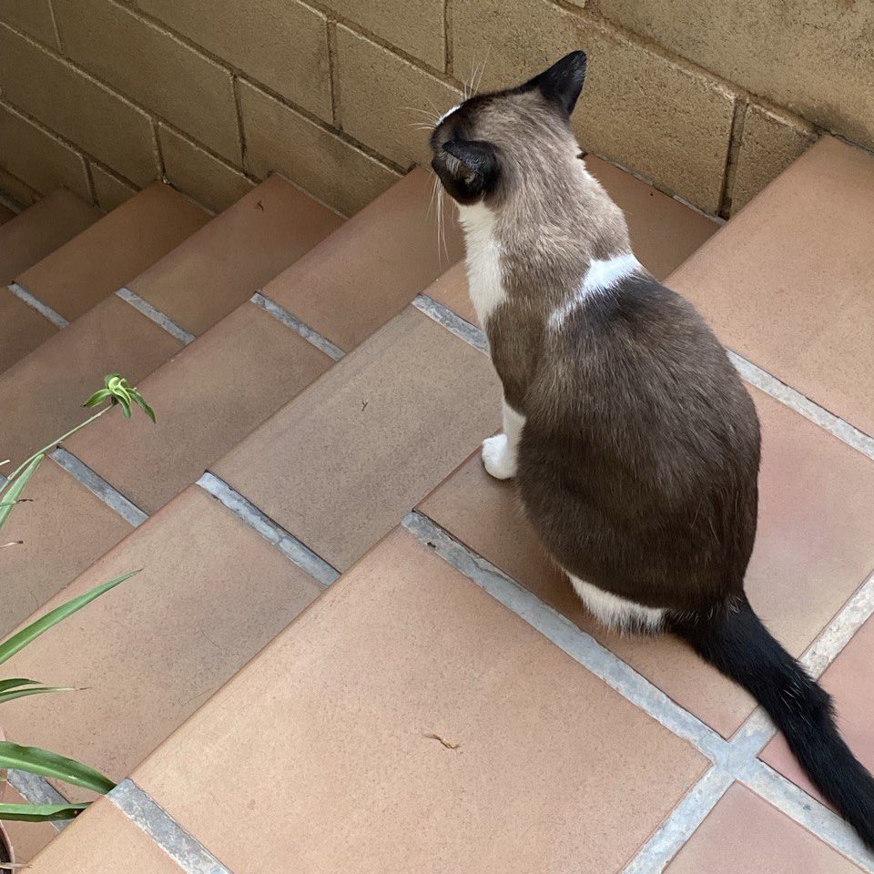 ⚠️SE BUSCA GATA SIAMESA EN SAN PEDRO DEL PINATAR⚠️
Perdida cerca de la calle Conde de Romanones

Se llama Nugget, es miedosa, tiene el rabo un poco partido y no lleva collar

Tiene chip, si alguien la ve por favor contactad al 658270084 ‼️