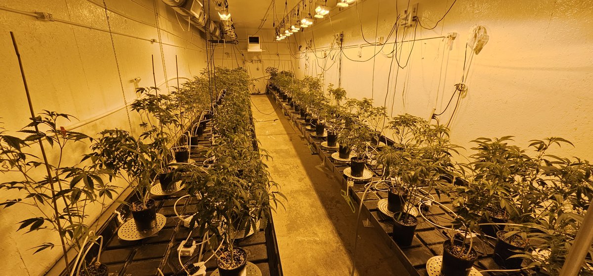 New install at this multi room facility in Michigan. First plants going into flower.