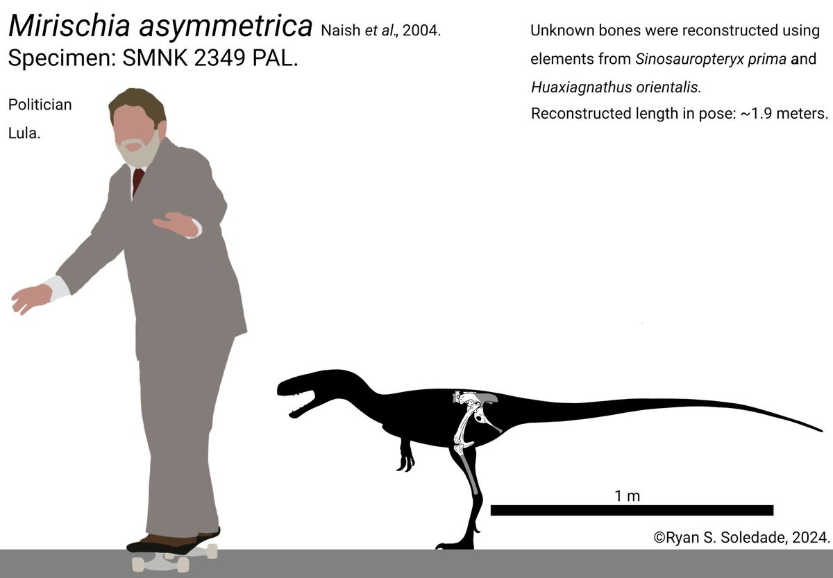 Skeletal reconstruction of Mirischia asymmetrica, a basal coelurosaurian (maybe compsognathid) from the Cretaceous of Brazil. Lula for scale is ~1,7 m tall.

#MirischiaBelongstoBR