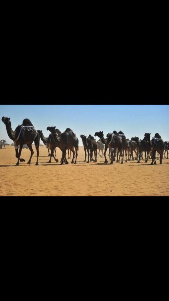 المجاهيم إبل العرب..

الجد فنيسان القمحر الثعلي من العضيان من أعيان زمانه خيال مدلل وغني كريم يملك خمسة تخاميس {٢٥٠} من المجاهيم أسمها البلها من أشهر الابل عند عتيبة لم توخذ يوم قط أولاده سته كلهم فرسان قومهم من أفرس فرسان نجد وهم: مزيد الملقب بالشايوش،زيد،زايد،صقلان،نعيس،غصاب