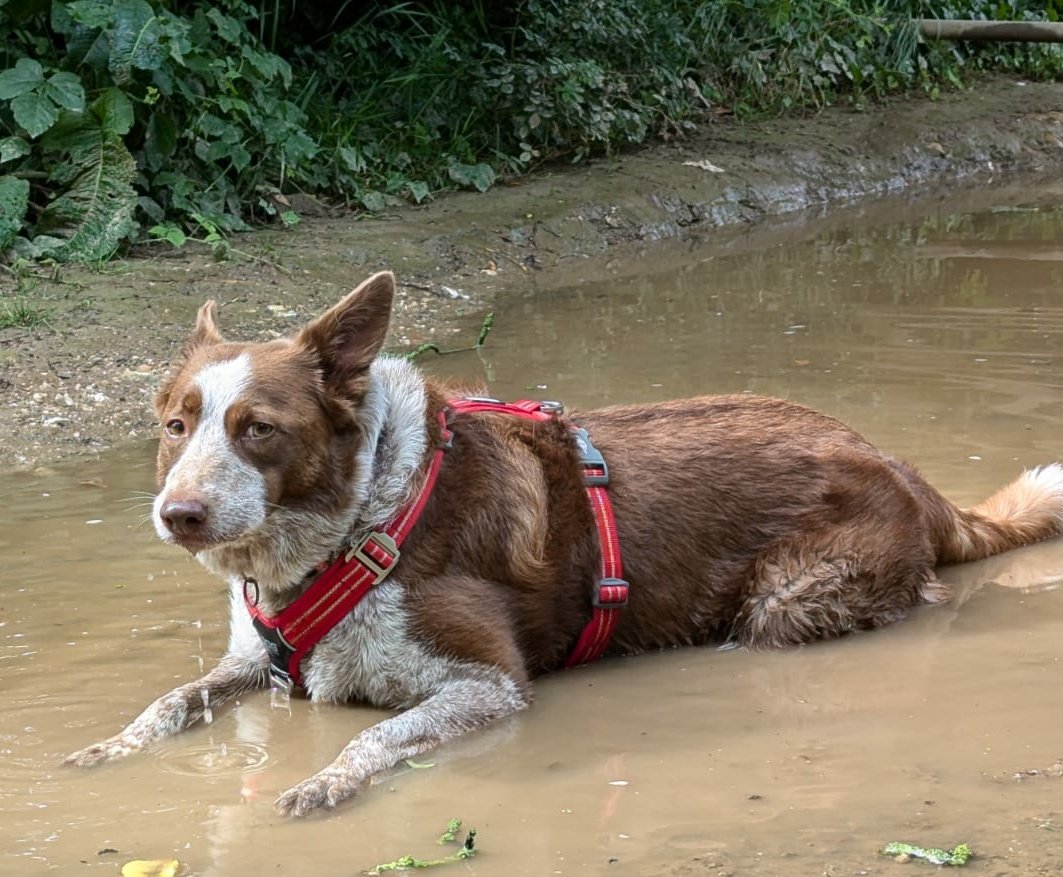 Ruby86814902's tweet image. We had rain yesterday, so found a #muddy #puddle to drink and wallow in ....so not  #ladylike at all!!🤣🤣

#dogsoftwitter #bordercollie #sundayvibes