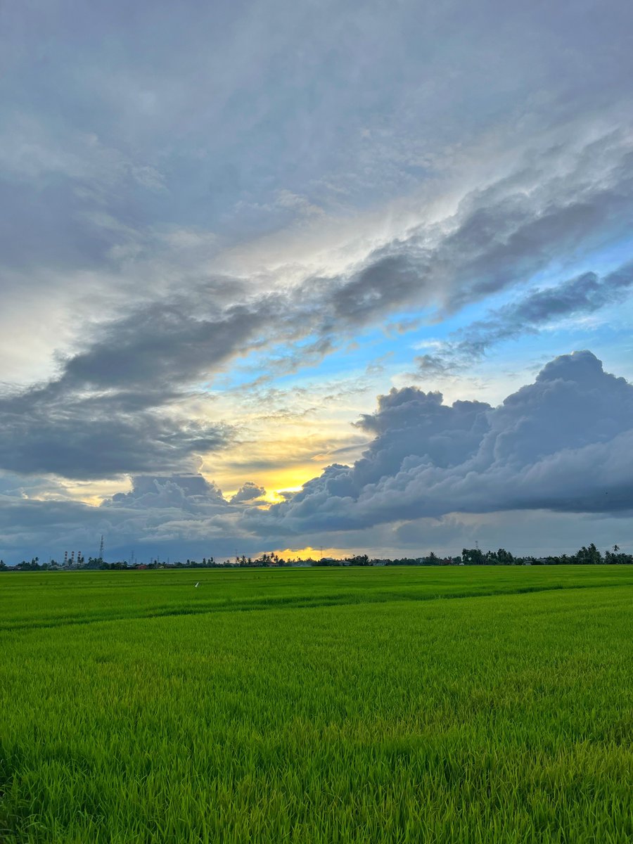IzzraifHarz's tweet photo. Padi tengah hijau sekarang dekat Perlis, this is the best time kalau nak gambar view sawah cantik. https://t.co/GQAeOcScbp