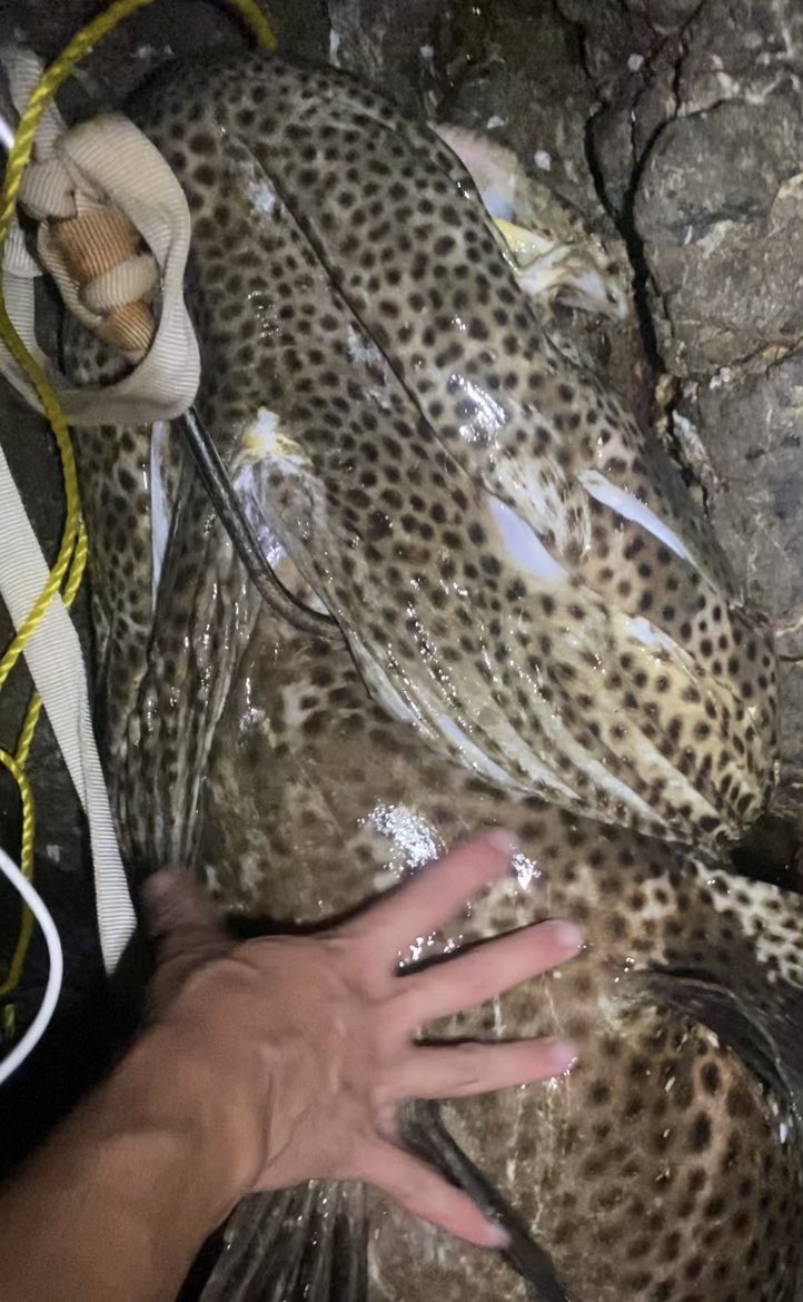 今年3本目！
あの竿の曲がりは痺れる😆
114cm、28kg