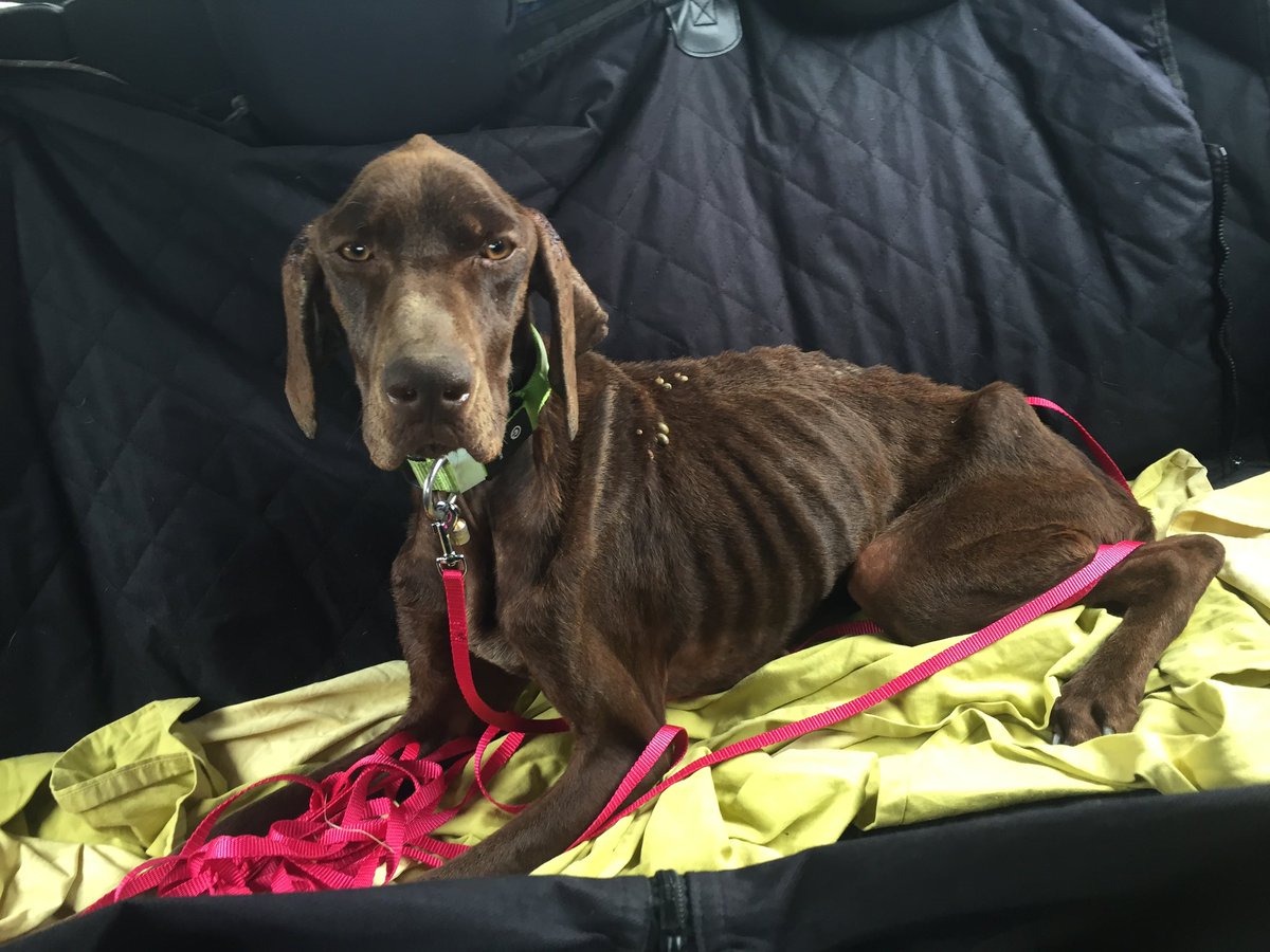 Les signalements de maltraitance animale doivent être améliorés !
Cette chienne en a fait la triste expérience en Gironde où malgré son état les autorités l’ont laissé à son propriétaire 😑Merci au <a href="/LeCNPA/">Conseil National de la Protection Animale</a> pour son aide et association animal protect de l’avoir accueillie 👏