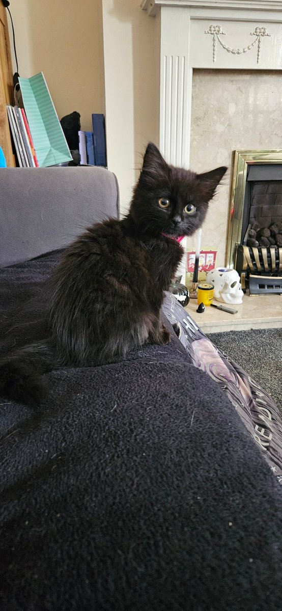 parttimehuman_'s tweet photo. Aurora says remember to take your medication and practice self care today https://t.co/Nt3zW3dsKu