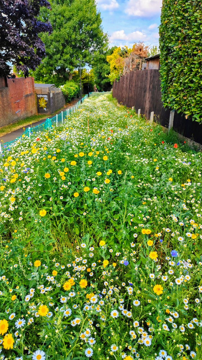 Cllr Martin Abrams ๐๏ธ๐ (@martin_abrams) on Twitter photo The <a href="/lambeth_council/">Lambeth Council</a> Bee Road ๐ ๐ ๐ on Wellfield Walk in #Streatham is looking amazing ๐ผ๐ป๐ธ๐ท๐ป The <a href="/lambeth_council/">Lambeth Council</a> Bee Road ๐ ๐ ๐ on Wellfield Walk in #Streatham is looking amazing ๐ผ๐ป๐ธ๐ท๐ป