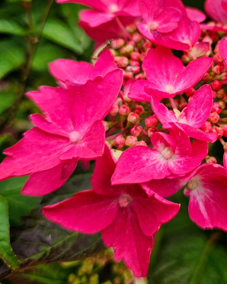 Hydrangea 'Garden House Glory', is
supposedly a hybrid between H. macrophylla and H. serrata.
Dainty and refined, yet still packs a powerful punch.
