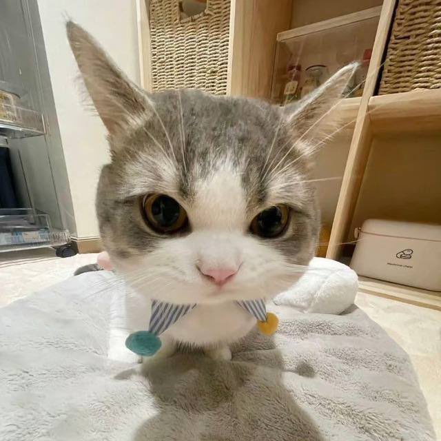 LiblyCatSol's tweet photo. @mrpunkdoteth Hey Punk It’s happening $Libly Cat 🐱 fierce but cute.

Ca: 9RJquPATb7dcQyHSudps77txzJ3peM4GoNEY2EapV4MA https://t.co/9FQdqljt9k
