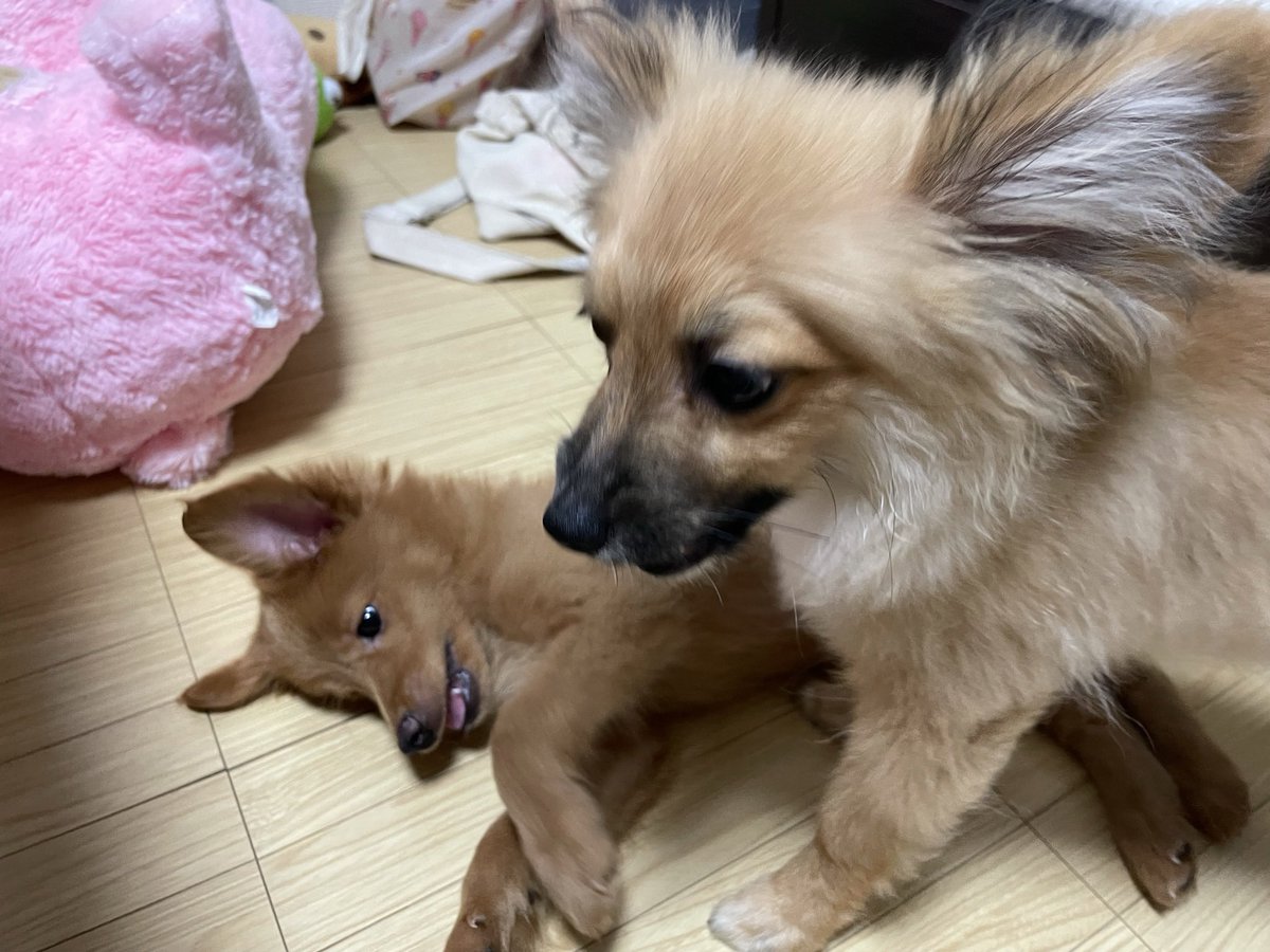 _music_noa's tweet photo. @mirumo__pon この子はポメとパピヨンのMIXですが、うちの子の猿期をどーぞ！今の姿も載せときます！ https://t.co/Ux7iQAYUD4