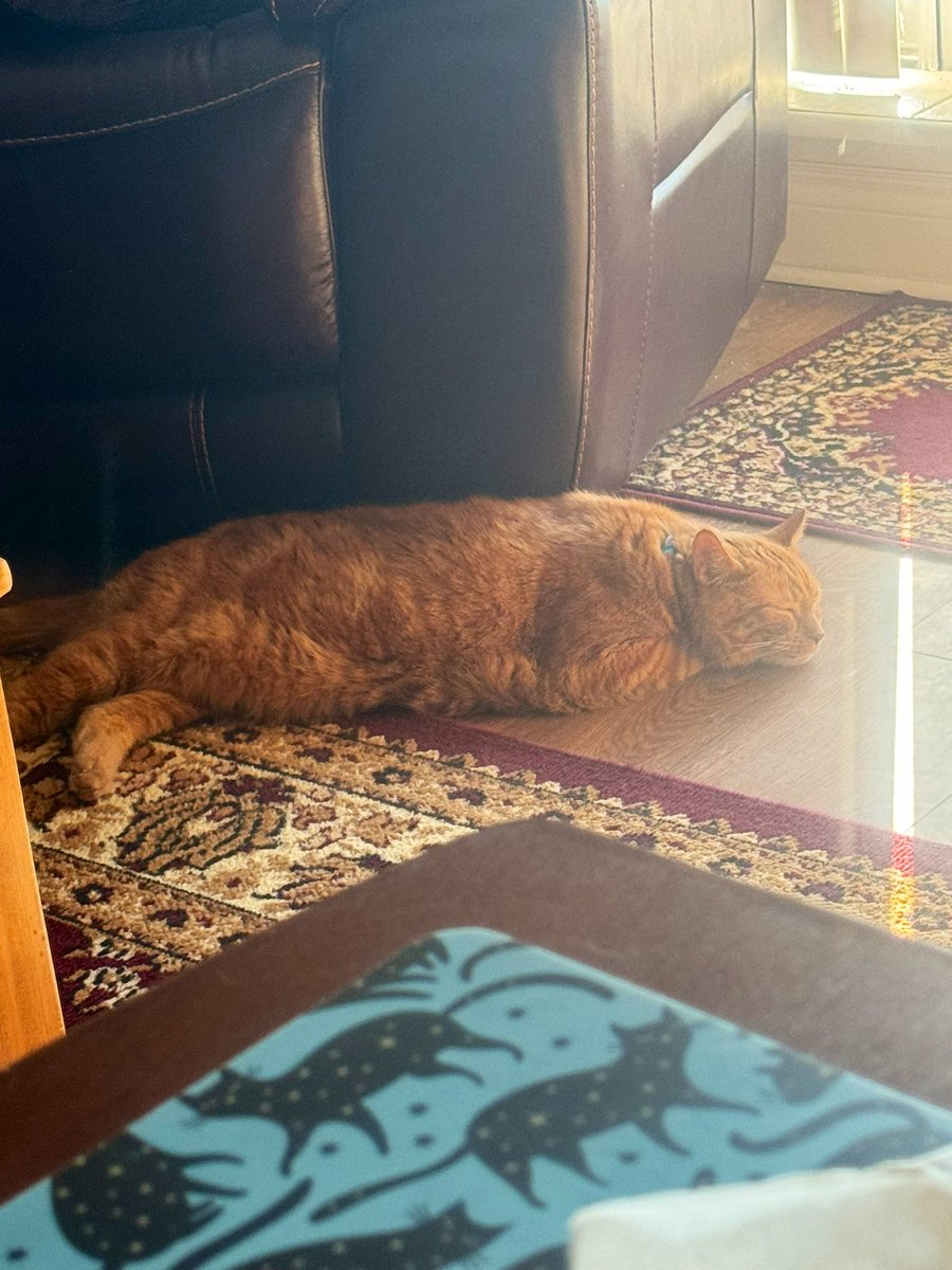 MsB0759's tweet photo. A very snoozy boy on #SunPuddleSunday the 🍊🧡was busy chasing sun shadows this morning…super snoozy now 🐯💤
@OdieOrville https://t.co/oZykSC2RrS