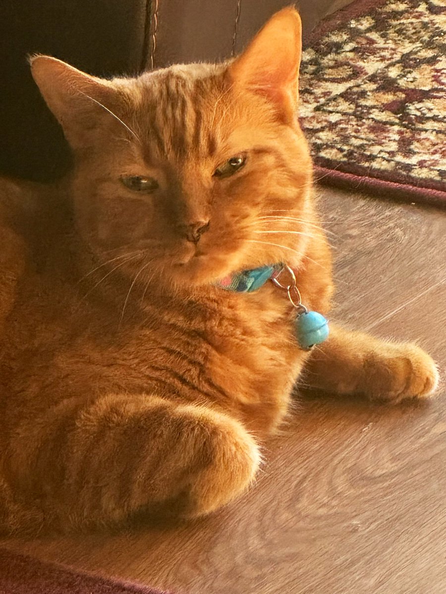 MsB0759's tweet photo. A very snoozy boy on #SunPuddleSunday the 🍊🧡was busy chasing sun shadows this morning…super snoozy now 🐯💤
@OdieOrville https://t.co/oZykSC2RrS