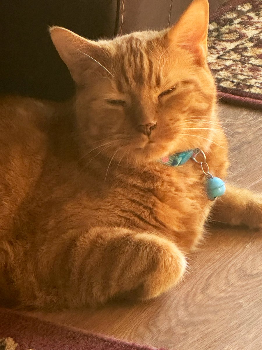 MsB0759's tweet photo. A very snoozy boy on #SunPuddleSunday the 🍊🧡was busy chasing sun shadows this morning…super snoozy now 🐯💤
@OdieOrville https://t.co/oZykSC2RrS