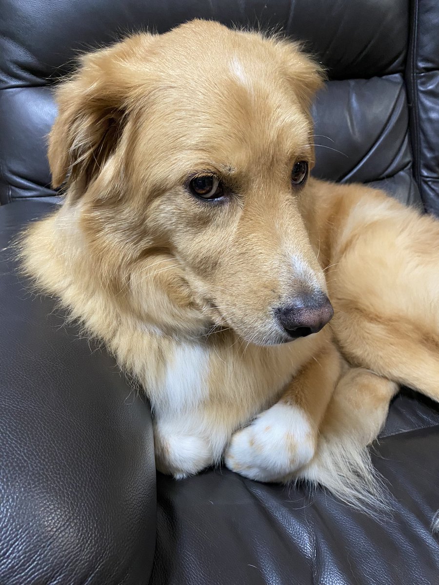 暑いのでお部屋でエアコン犬🐾