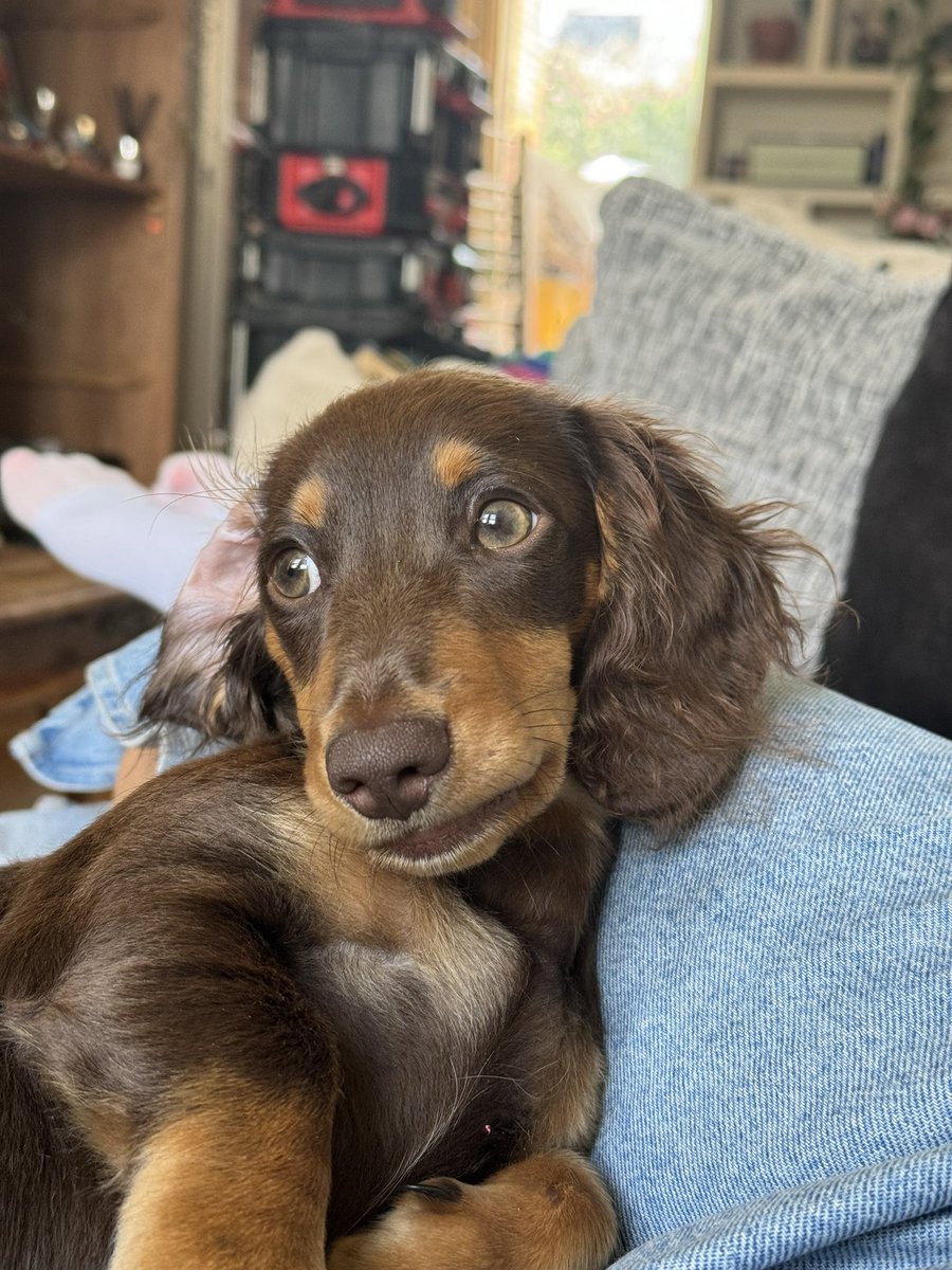 albs 🦖 (@albanajanjeva) on Twitter photo 