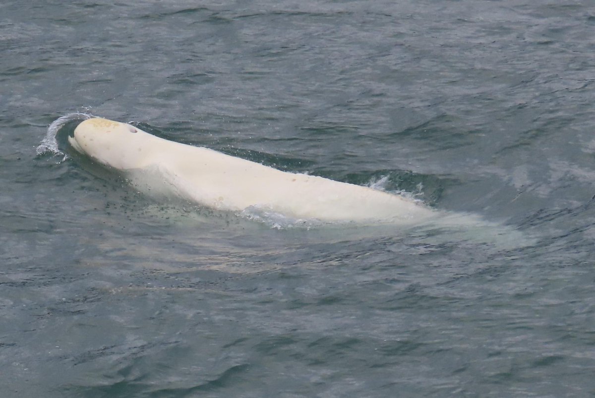 Pamela Pope tweet media