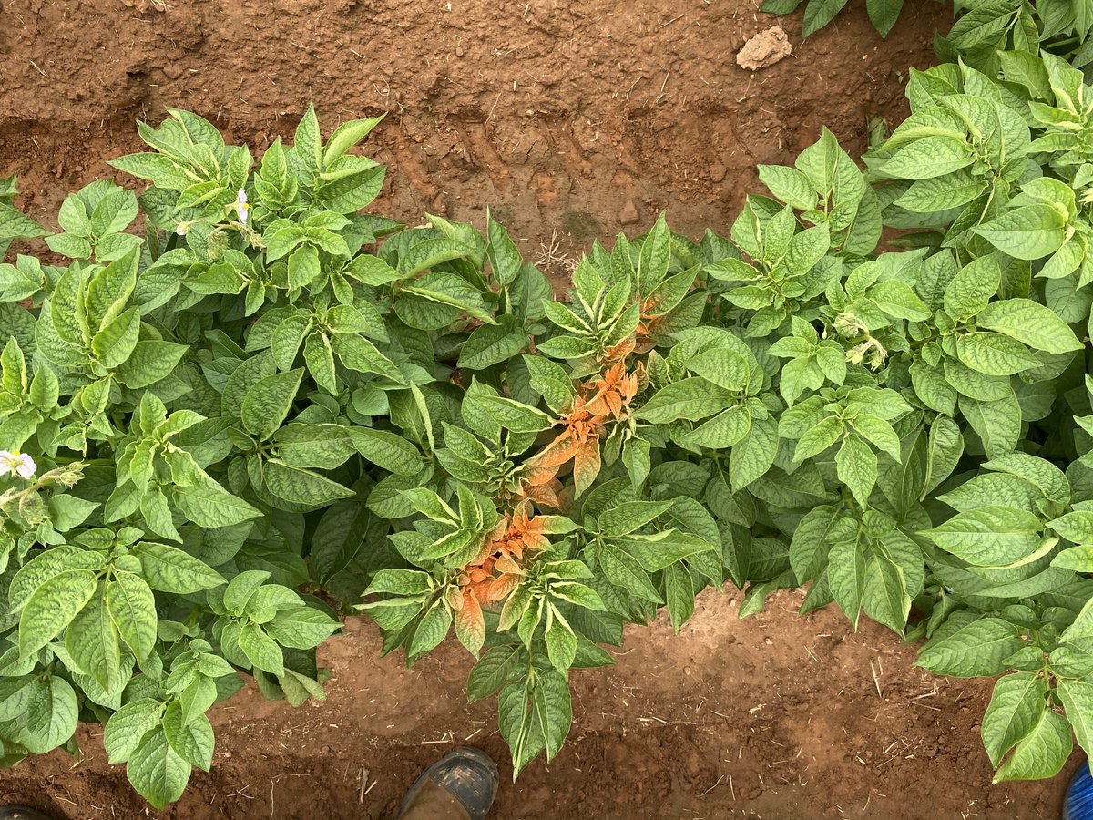 Productive day at the PVY scouting workshop. Geolocating infected plants with <a href="/charanghumman/">Charanpreet Singh</a> to help improve the accuracy of the Agri-Scout robot. #pei #peipotatoes #agritech