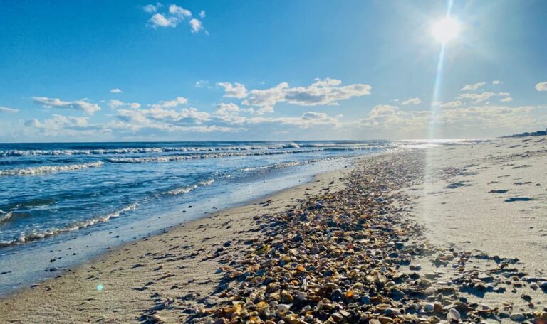 BeachLoveSGI's tweet photo. Beachcomber’s Paradise: Shelling at St. George Island, FL – Beach, Love &amp; Happiness https://t.co/ZAI9ncg6lJ 

#stgeorgeislandfl #beachcombing #beachcomber #beachcomb #forgottencoast #florida #fishing #beachlovehappiness #beach https://t.co/hDDH7G0BuP